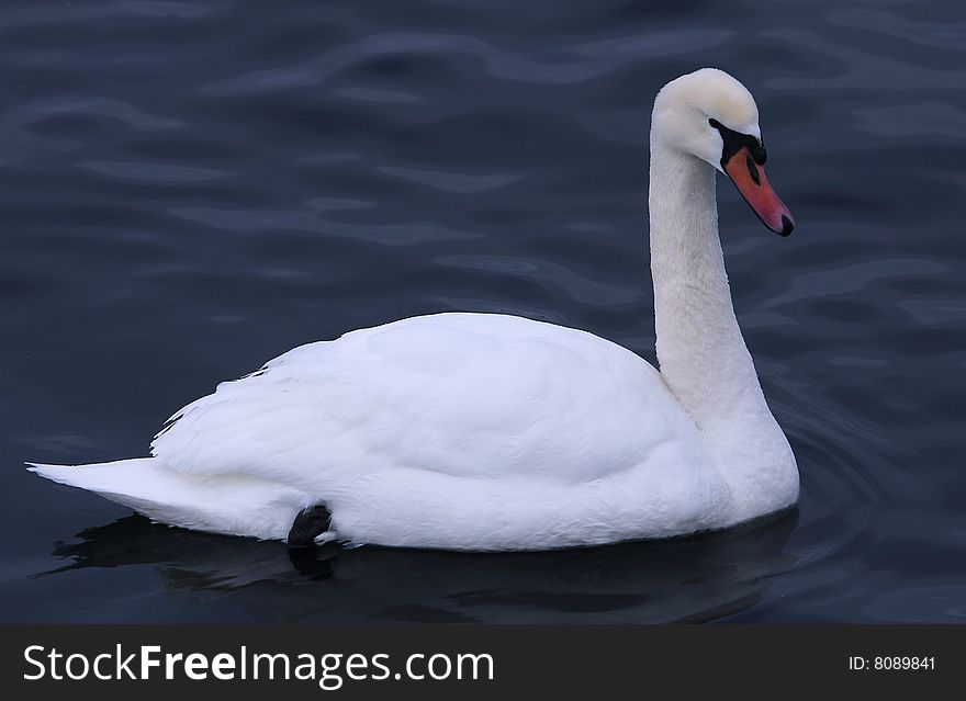 A Mute Swan (Cygnus Olor) swimming on lake