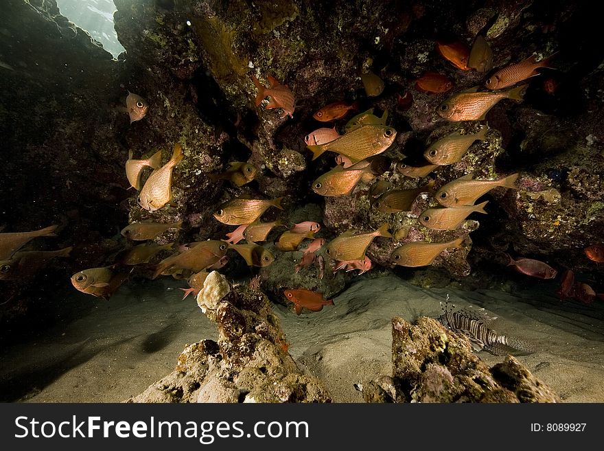 Coral and fish taken in the red sea.