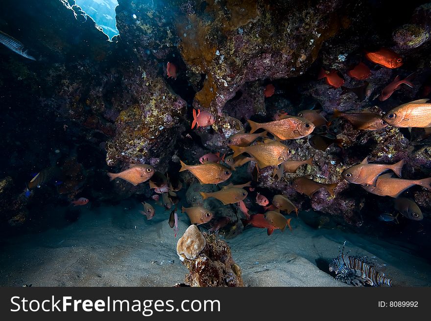 Coral and fish taken in the red sea.