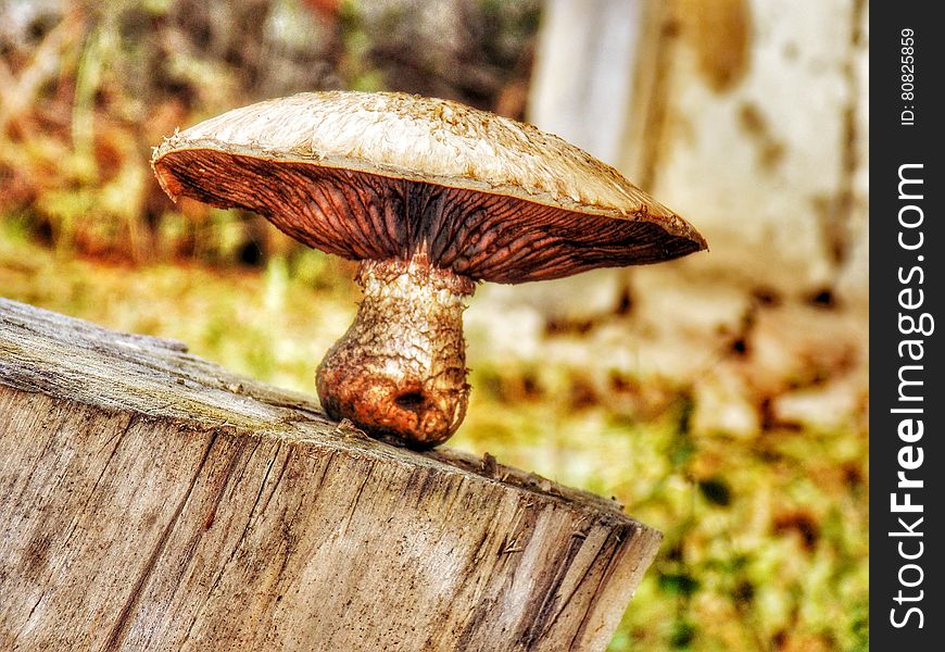 Mushrooms who grew up on the stumps, these toxicant mushrooms, mushrooms are large, This photo can be used in advertising, as a warning about poisonous mushrooms, also for other purposes. Mushrooms who grew up on the stumps, these toxicant mushrooms, mushrooms are large, This photo can be used in advertising, as a warning about poisonous mushrooms, also for other purposes.