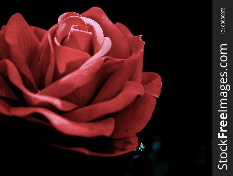 Bright sun shining through single red rose- black background .