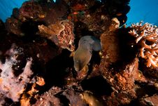 Giant Moray Stock Photos Giant Moray Stock Photos