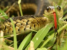 Snake Smell Royalty Free Stock Images Snake Smell Royalty Free Stock Images