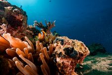 Red Sea Anemonefish Royalty Free Stock Images Red Sea Anemonefish Royalty Free Stock Images