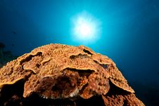 Ocean, Sun And Coral Stock Photo Ocean, Sun And Coral Stock Photo