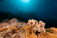 Ocean, Sun And Coral Stock Images Ocean, Sun And Coral Stock Images