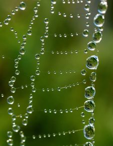 Spider Web Royalty Free Stock Photos Spider Web Royalty Free Stock Photos