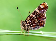 Unwonted Butterfly Tribe Araschnia Levana Stock Photo Unwonted Butterfly Tribe Araschnia Levana Stock Photo