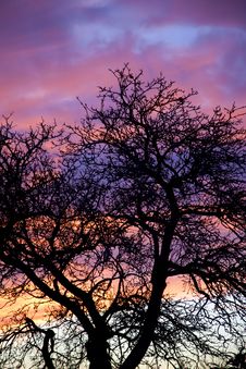 Country Sunset Tree Silhouette Royalty Free Stock Photo Country Sunset Tree Silhouette Royalty Free Stock Photo