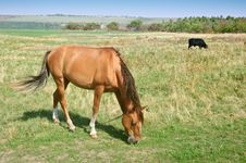 Grazing Horse And Bull Stock Photos Grazing Horse And Bull Stock Photos