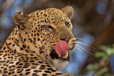 Close-up Of Leopard Royalty Free Stock Image