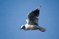 Sea Gull Stock Images