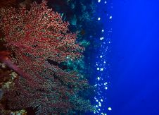 Gorgonian Sea Fan Stock Images