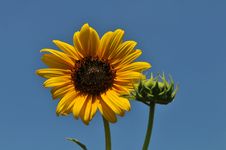 Sunflower Close Up Royalty Free Stock Photo Sunflower Close Up Royalty Free Stock Photo