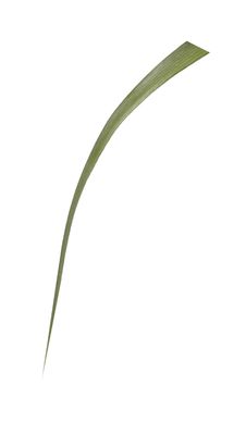 Blade Of Grass Royalty Free Stock Images