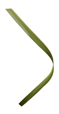 Blade Of Grass Stock Image