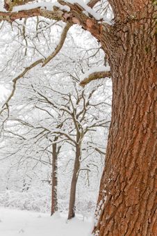 Snowy Forest Royalty Free Stock Photos Snowy Forest Royalty Free Stock Photos