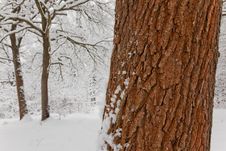 Snowy Forest Royalty Free Stock Photo Snowy Forest Royalty Free Stock Photo