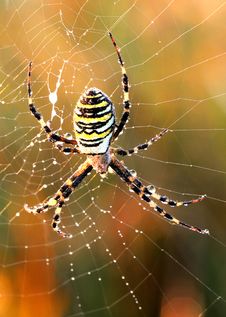 Spider With Yellow And Black Strips Stock Photo Spider With Yellow And Black Strips Stock Photo