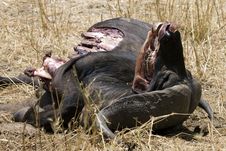 Dead Cape Buffalo Royalty Free Stock Images Dead Cape Buffalo Royalty Free Stock Images