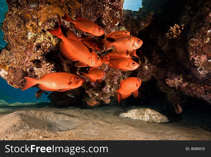 Crescent-tail bigeye (priacanthus hamrur) taken in the red sea.