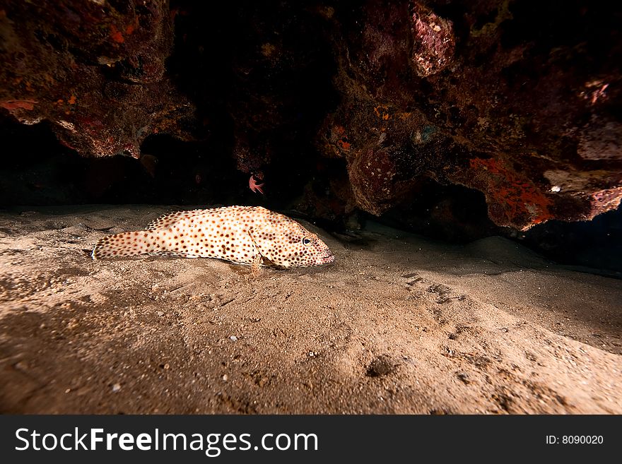 Greasy grouper (epinephelus tauvina) taken in the red sea.