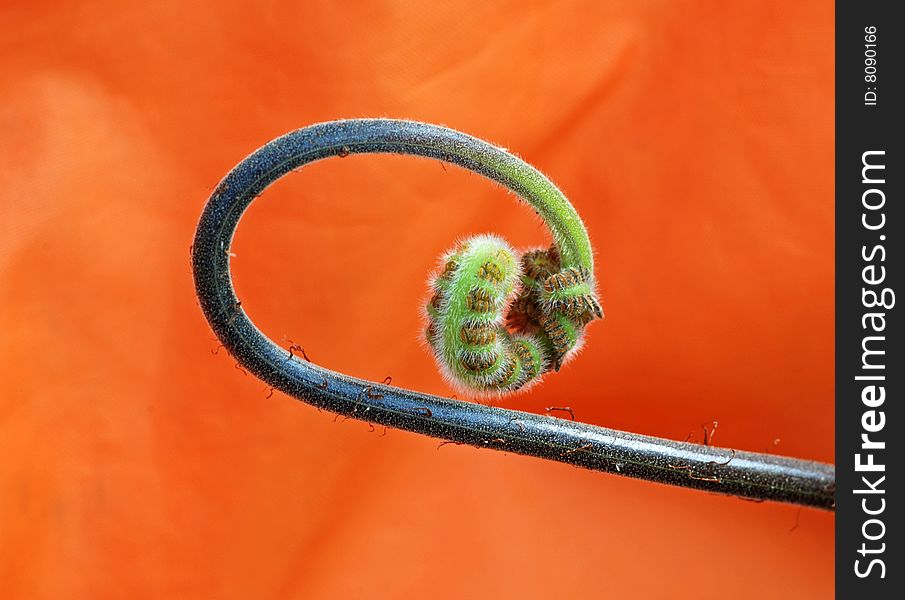 Closeup of Curled Fern Head over orange background. Closeup of Curled Fern Head over orange background