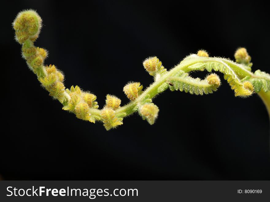 Closeup of Green Fern branch with selective focus