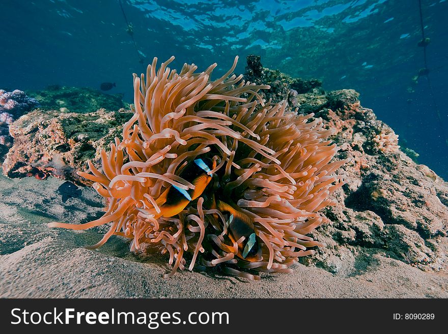 Magnificent anemone (heteractis aurora)taken in the red sea.