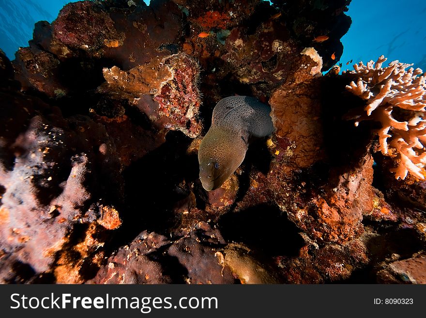 Giant moray (gymnothorax javanicus)taken in the red sea.