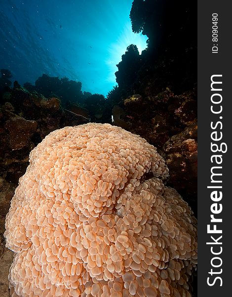 Bubble coral plerogyra sinuosa) taken in the red sea.