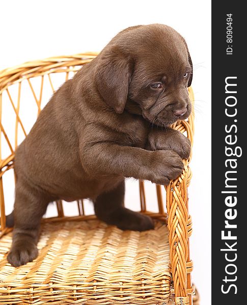 Chocolate pup on a straw chair on a white background. Chocolate pup on a straw chair on a white background.