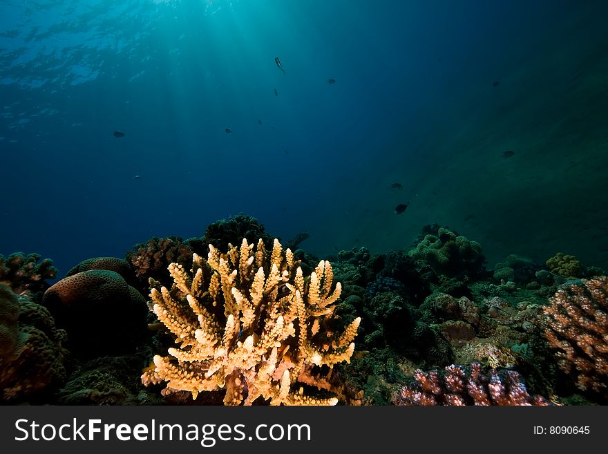 Coral and fish taken in the red sea.