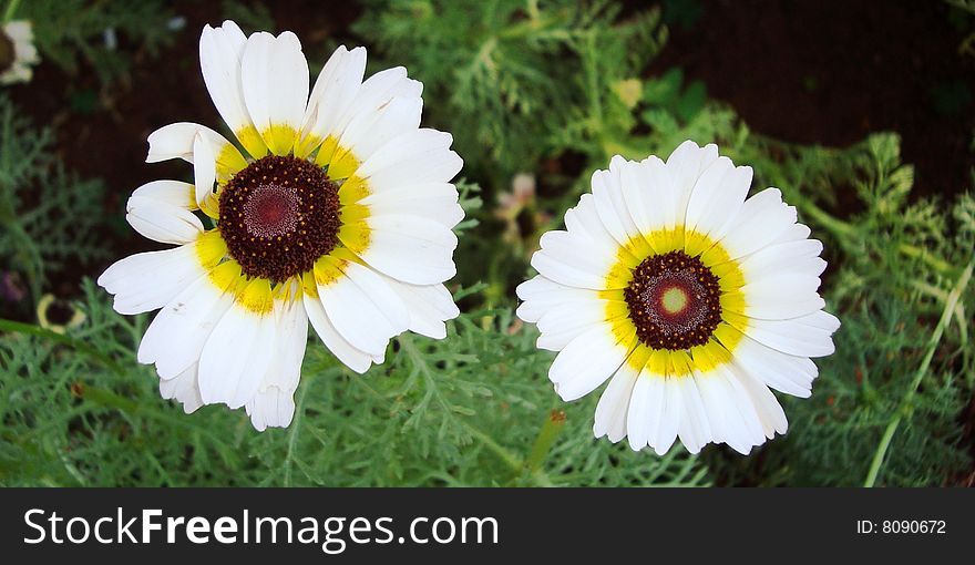 Beautiful fully bloomed twin white flowers. Beautiful fully bloomed twin white flowers.