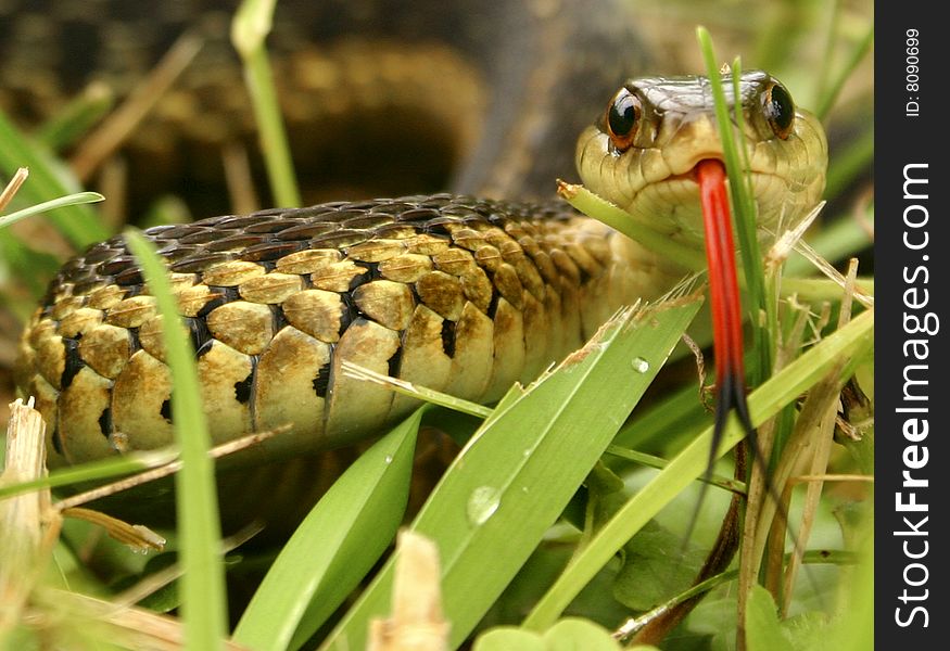 Face off with a garter snake. Face off with a garter snake.