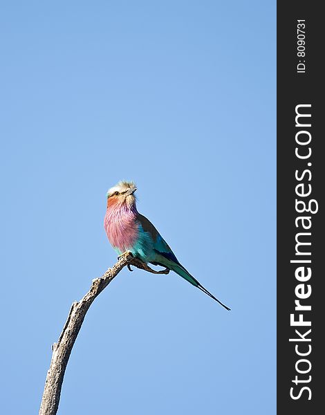 Lilac-breasted roller perched on dead branch; coracias caudatus. Lilac-breasted roller perched on dead branch; coracias caudatus