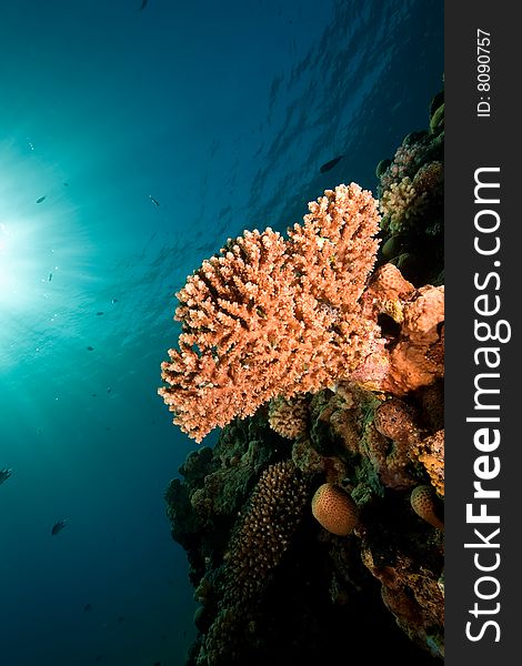 Coral and fish taken in the red sea.