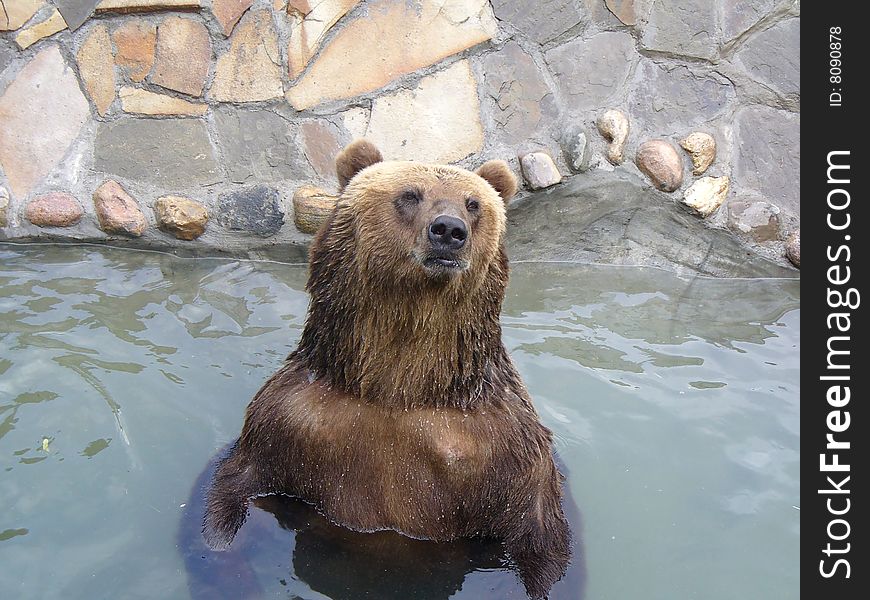 The nice bear bathes in water