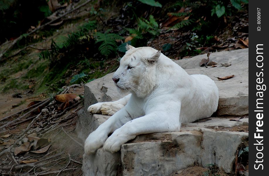 There was a white tiger lying on a rock.