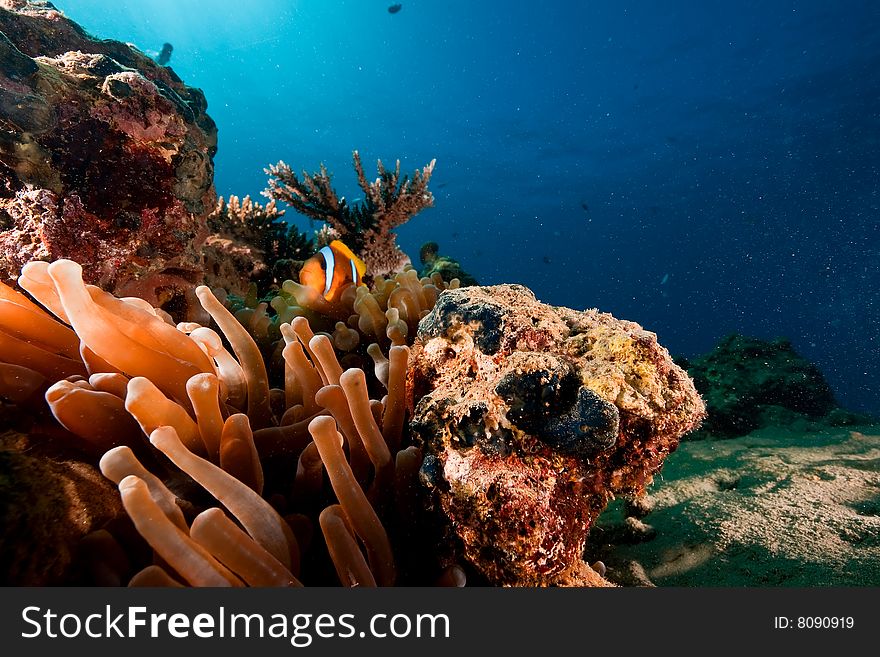 Red sea anemonefish (Amphipiron bicinctus) taken in the red sea.