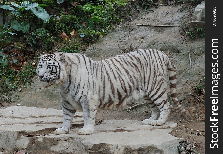 There was a white tiger standing on the ground.