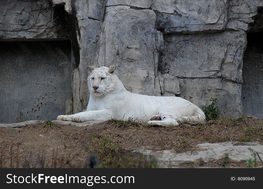 There was a white tiger lying on a rock,its face toward the camera.