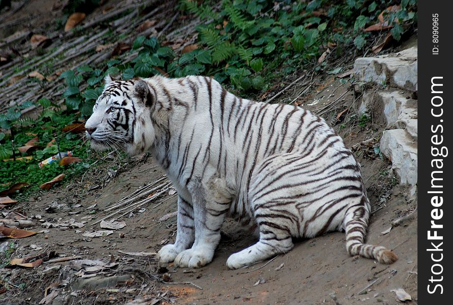 There was a white tiger sitting on the ground.