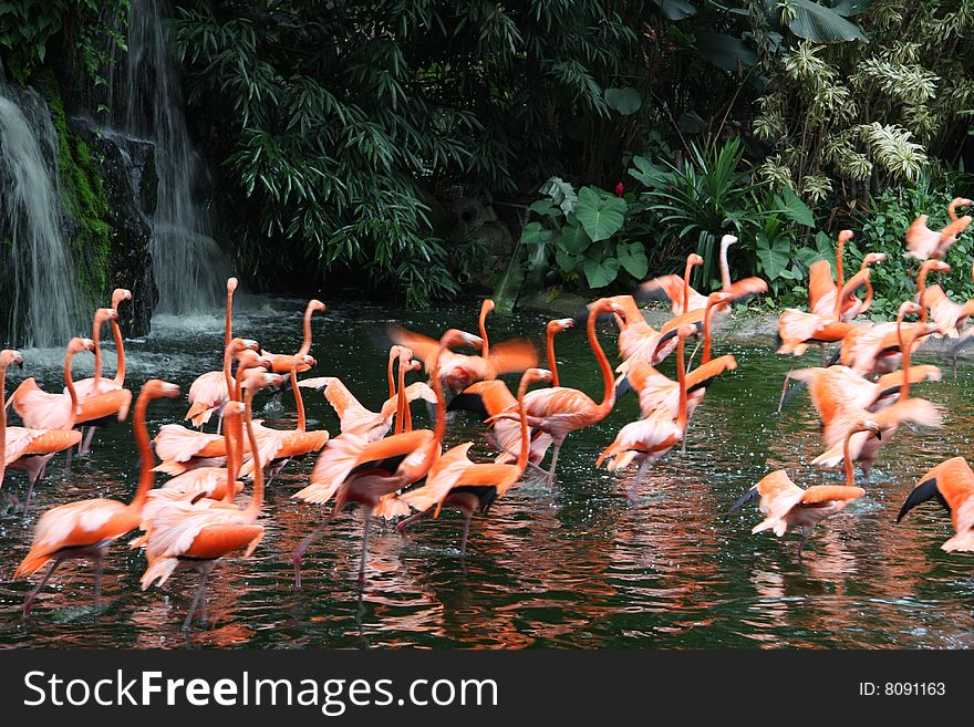 Flock of pink flamingos moving in action in tropical environment across the water