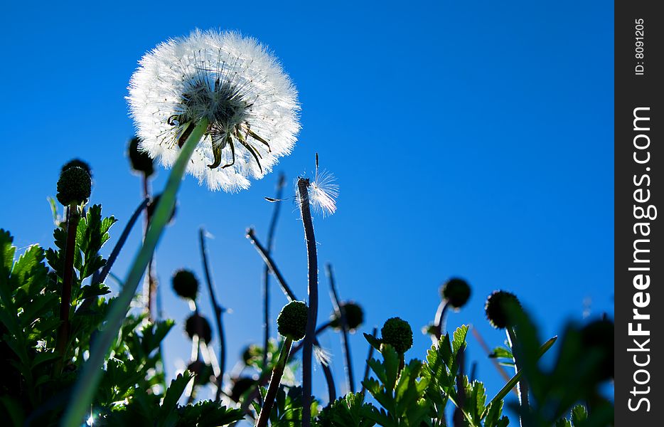 A Dandelion against blue sky. A Dandelion against blue sky