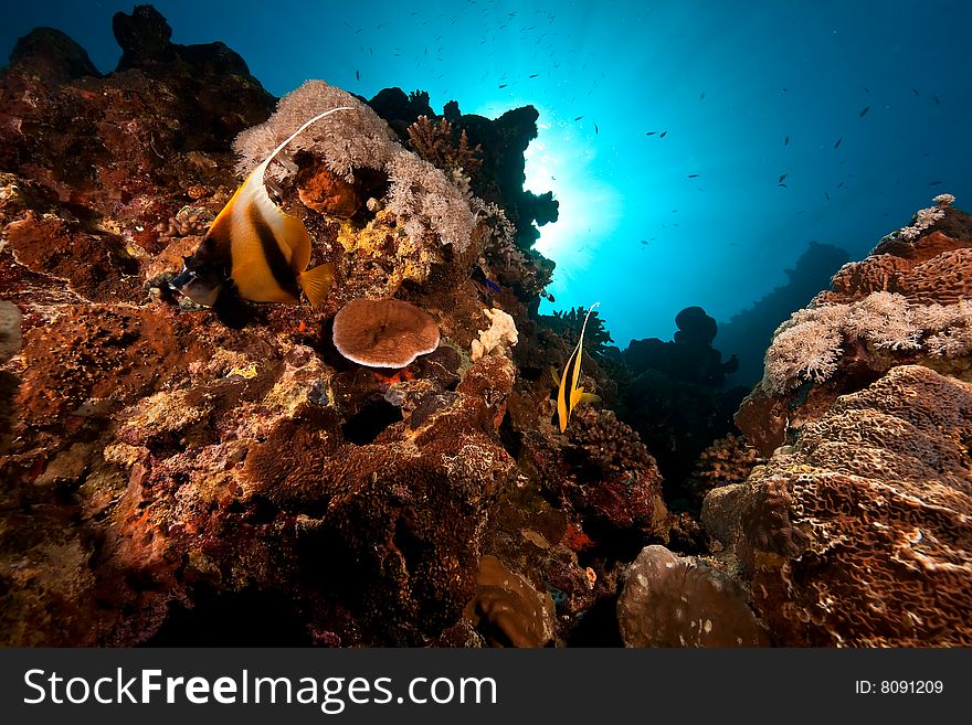 Coral and fish taken in the red sea.