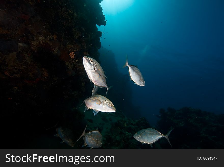 Orangespotted trevally (carangoides bajad) taken in the red sea.