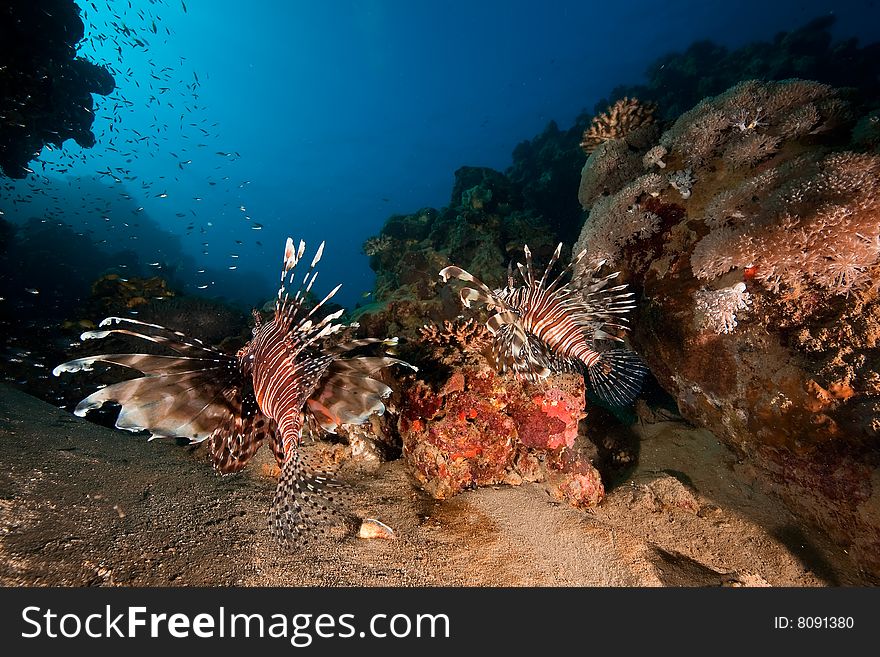 Common lionfish (pterois miles) taken in the red sea.