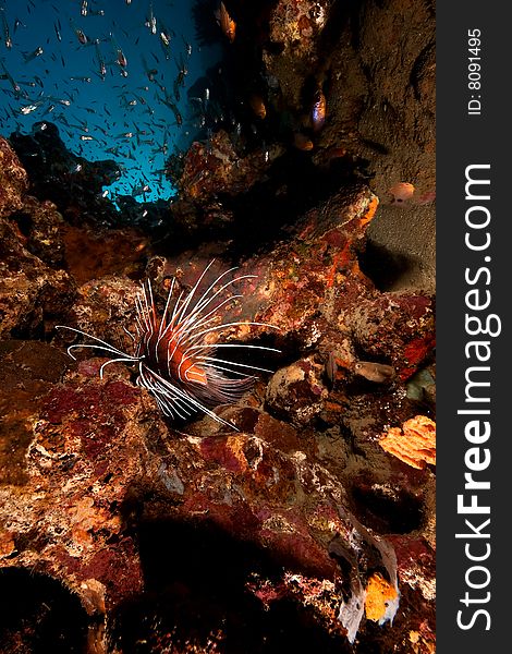 Clearfin lionfish (pterois radiata) taken in the red sea.