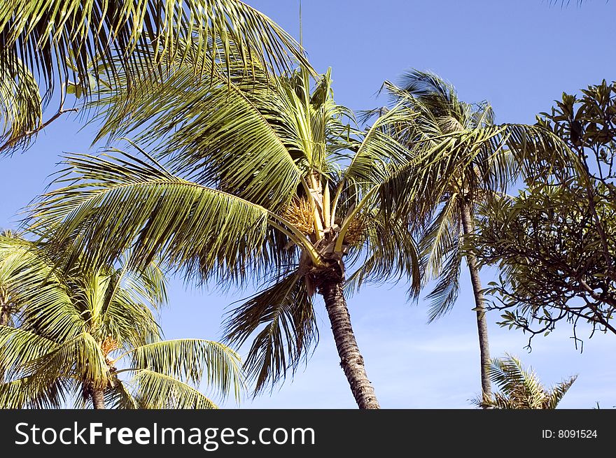 Indonesia, Bali Island with green, tropical palm trees and blue sky as background. Indonesia, Bali Island with green, tropical palm trees and blue sky as background.